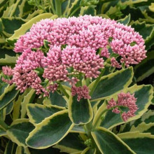 Очиток / седум гібридний Елсіс Голд | Sedum hybride Elsies Gold | Очиток /седум гибридный Елсис Голд