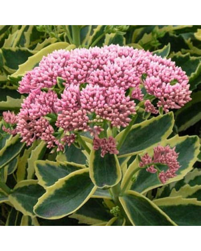 Очиток / седум гібридний Елсіс Голд | Sedum hybride Elsies Gold | Очиток /седум гибридный Елсис Голд