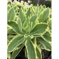 Очиток / седум гібридний Елсіс Голд | Sedum hybride Elsies Gold | Очиток /седум гибридный Елсис Голд