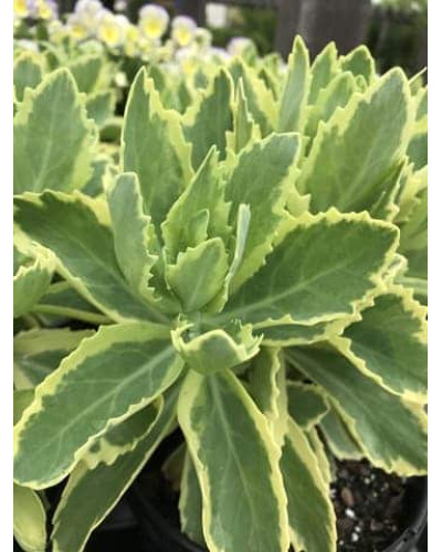 Очиток / седум гібридний Елсіс Голд | Sedum hybride Elsies Gold | Очиток /седум гибридный Елсис Голд