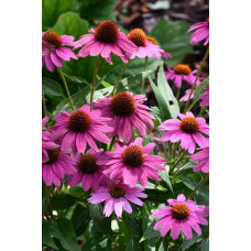 Ехінацея пурпурна Пінк (квіти рожеві) | Echinacea purpurea ‘Pink’ | Эхинацея пурпурная Пинк (цветы розовые)