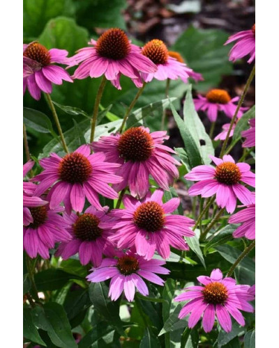 Ехінацея пурпурна Пінк (квіти рожеві) | Echinacea purpurea ‘Pink’ | Эхинацея пурпурная Пинк (цветы розовые)