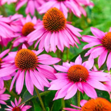 Ехінацея пурпурна Пінк (квіти рожеві) | Echinacea purpurea ‘Pink’ | Эхинацея пурпурная Пинк (цветы розовые)