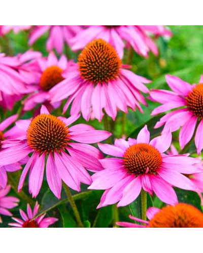Ехінацея пурпурна Пінк (квіти рожеві) | Echinacea purpurea ‘Pink’ | Эхинацея пурпурная Пинк (цветы розовые)