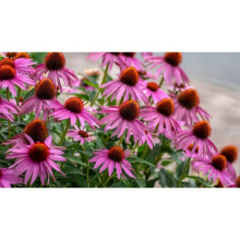 Ехінацея пурпурна Пінк (квіти рожеві) | Echinacea purpurea ‘Pink’ | Эхинацея пурпурная Пинк (цветы розовые)