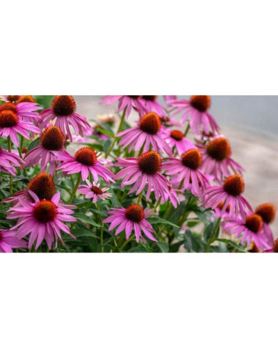 Ехінацея пурпурна Пінк (квіти рожеві) | Echinacea purpurea ‘Pink’ | Эхинацея пурпурная Пинк (цветы розовые)