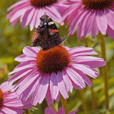 Ехінацея пурпурна Пінк (квіти рожеві) | Echinacea purpurea ‘Pink’ | Эхинацея пурпурная Пинк (цветы розовые)