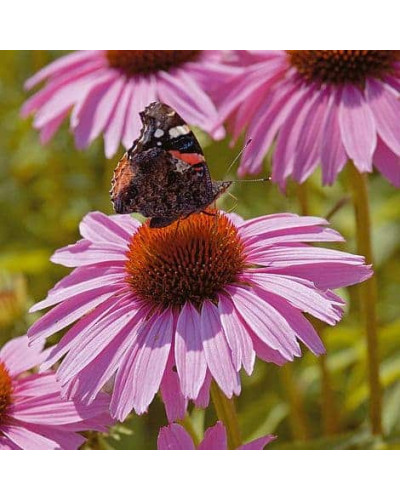 Ехінацея пурпурна Пінк (квіти рожеві) | Echinacea purpurea ‘Pink’ | Эхинацея пурпурная Пинк (цветы розовые)