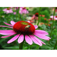 Ехінацея пурпурна Пінк (квіти рожеві) | Echinacea purpurea ‘Pink’ | Эхинацея пурпурная Пинк (цветы розовые)
