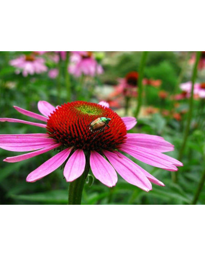 Ехінацея пурпурна Пінк (квіти рожеві) | Echinacea purpurea ‘Pink’ | Эхинацея пурпурная Пинк (цветы розовые)