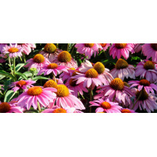 Ехінацея пурпурна Пінк (квіти рожеві) | Echinacea purpurea ‘Pink’ | Эхинацея пурпурная Пинк (цветы розовые)