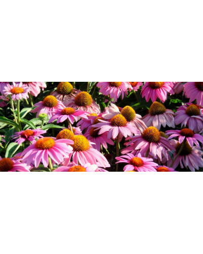 Ехінацея пурпурна Пінк (квіти рожеві) | Echinacea purpurea ‘Pink’ | Эхинацея пурпурная Пинк (цветы розовые)