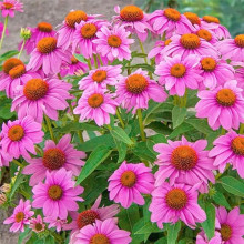 Ехінацея пурпурна Пінк (квіти рожеві) | Echinacea purpurea ‘Pink’ | Эхинацея пурпурная Пинк (цветы розовые)