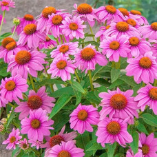 Ехінацея пурпурна Пінк (квіти рожеві) | Echinacea purpurea ‘Pink’ | Эхинацея пурпурная Пинк (цветы розовые)