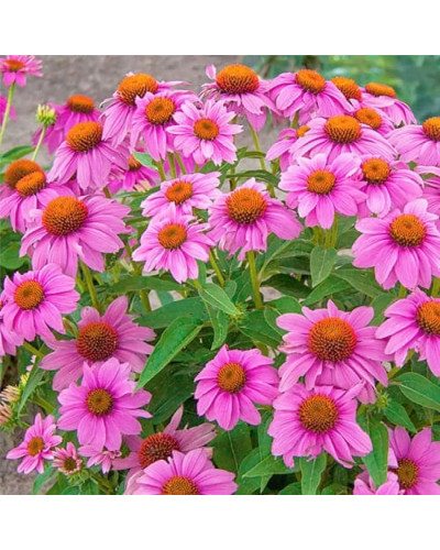 Ехінацея пурпурна Пінк (квіти рожеві) | Echinacea purpurea ‘Pink’ | Эхинацея пурпурная Пинк (цветы розовые)