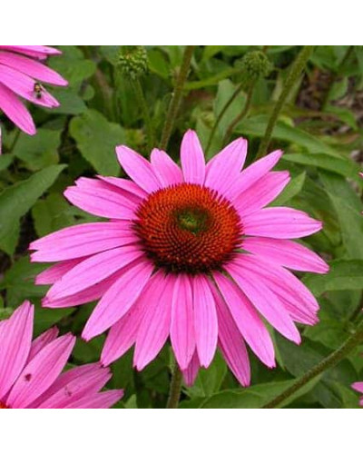 Ехінацея пурпурна Пінк (квіти рожеві) | Echinacea purpurea ‘Pink’ | Эхинацея пурпурная Пинк (цветы розовые)