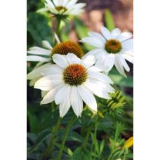 Ехінацея пурпурна Вайт (квіти білі) | Echinacea purpurea ’White Swan’  | Эхинацея пурпурная Вайт (цветы белые)