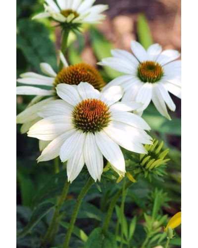 Ехінацея пурпурна Вайт (квіти білі) | Echinacea purpurea ’White Swan’ | Эхинацея пурпурная Вайт (цветы белые)