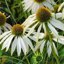 Ехінацея пурпурна Вайт (квіти білі) | Echinacea purpurea ’White Swan’  | Эхинацея пурпурная Вайт (цветы белые)