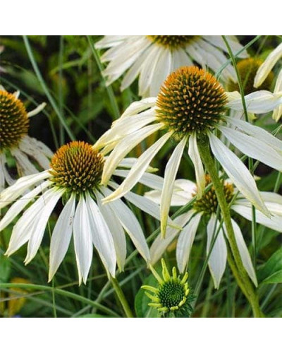 Ехінацея пурпурна Вайт (квіти білі) | Echinacea purpurea ’White Swan’ | Эхинацея пурпурная Вайт (цветы белые)