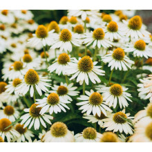 Ехінацея пурпурна Вайт (квіти білі) | Echinacea purpurea ’White Swan’  | Эхинацея пурпурная Вайт (цветы белые)