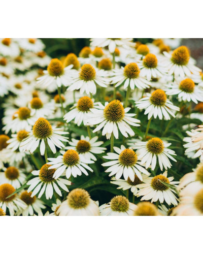 Ехінацея пурпурна Вайт (квіти білі) | Echinacea purpurea ’White Swan’ | Эхинацея пурпурная Вайт (цветы белые)