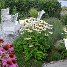 Ехінацея пурпурна Вайт (квіти білі) | Echinacea purpurea ’White Swan’  | Эхинацея пурпурная Вайт (цветы белые)