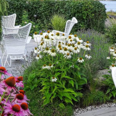 Ехінацея пурпурна Вайт (квіти білі) | Echinacea purpurea ’White Swan’  | Эхинацея пурпурная Вайт (цветы белые)