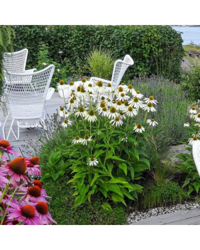 Ехінацея пурпурна Вайт (квіти білі) | Echinacea purpurea ’White Swan’ | Эхинацея пурпурная Вайт (цветы белые)