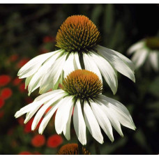 Ехінацея пурпурна Вайт (квіти білі) | Echinacea purpurea ’White Swan’  | Эхинацея пурпурная Вайт (цветы белые)