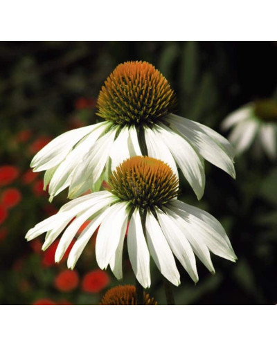 Ехінацея пурпурна Вайт (квіти білі) | Echinacea purpurea ’White Swan’ | Эхинацея пурпурная Вайт (цветы белые)