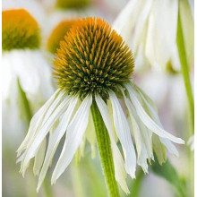 Ехінацея пурпурна Вайт (квіти білі) | Echinacea purpurea ’White Swan’  | Эхинацея пурпурная Вайт (цветы белые)