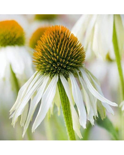 Ехінацея пурпурна Вайт (квіти білі) | Echinacea purpurea ’White Swan’ | Эхинацея пурпурная Вайт (цветы белые)