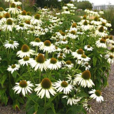 Ехінацея пурпурна Вайт (квіти білі) | Echinacea purpurea ’White Swan’  | Эхинацея пурпурная Вайт (цветы белые)