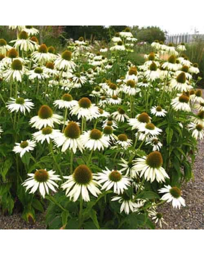 Ехінацея пурпурна Вайт (квіти білі) | Echinacea purpurea ’White Swan’ | Эхинацея пурпурная Вайт (цветы белые)