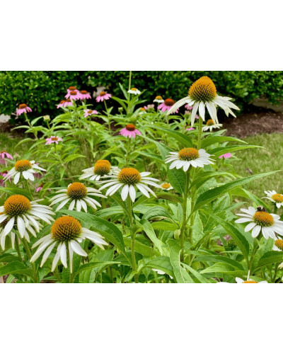 Ехінацея пурпурна Вайт (квіти білі) | Echinacea purpurea ’White Swan’ | Эхинацея пурпурная Вайт (цветы белые)