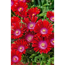 Делосперма Санделла Ред | Delosperma Sundella Red