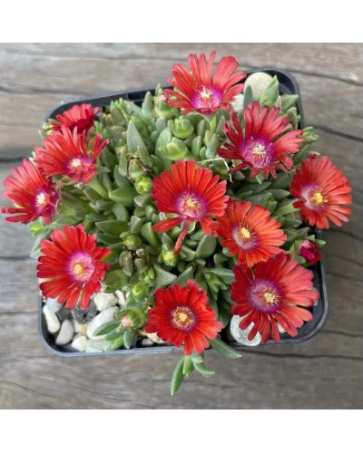 Делосперма Санделла Ред | Delosperma Sundella Red