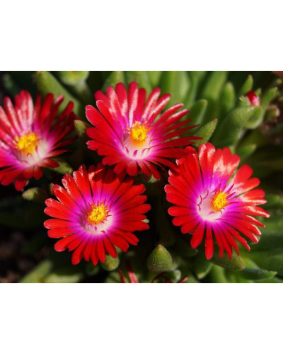Делосперма Санделла Ред | Delosperma Sundella Red