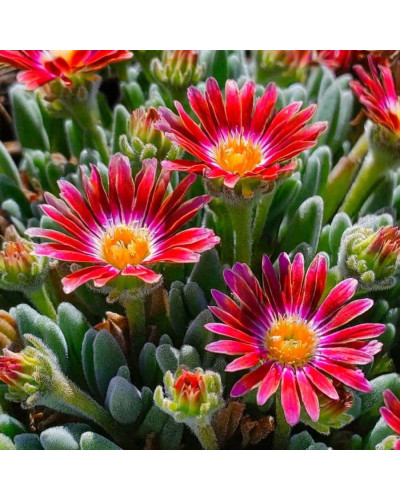 Делосперма Санделла Ред | Delosperma Sundella Red