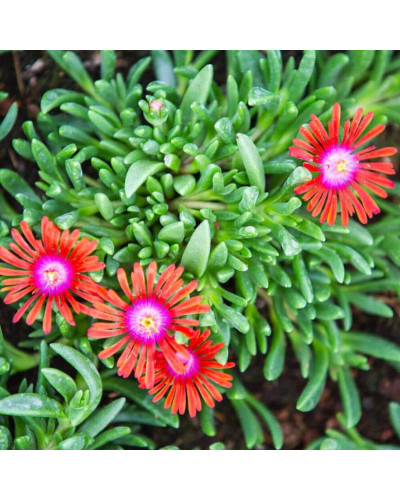 Делосперма Санделла Ред | Delosperma Sundella Red