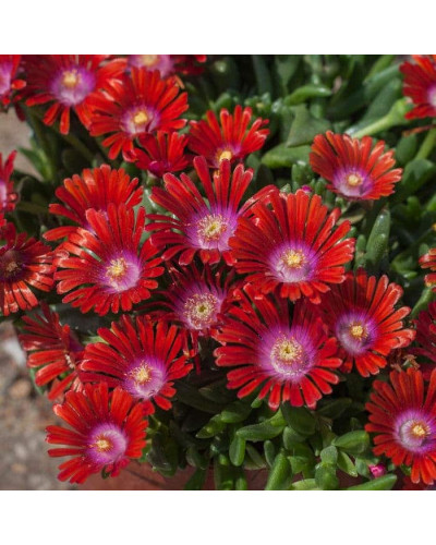 Делосперма Санделла Ред | Delosperma Sundella Red