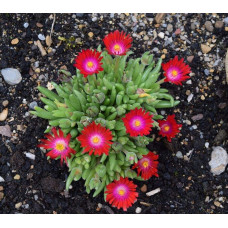 Делосперма Санделла Ред | Delosperma Sundella Red