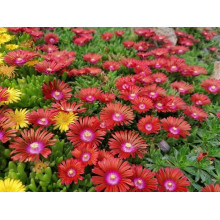 Делосперма Санделла Ред | Delosperma Sundella Red