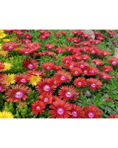 Делосперма Санделла Ред | Delosperma Sundella Red