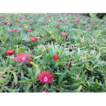 Делосперма Санделла Ред | Delosperma Sundella Red