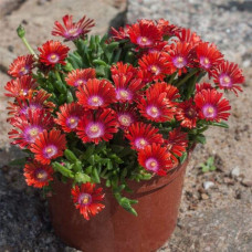 Делосперма Санделла Ред | Delosperma Sundella Red
