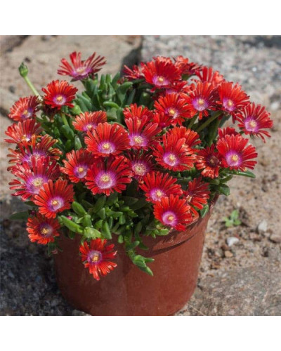 Делосперма Санделла Ред | Delosperma Sundella Red