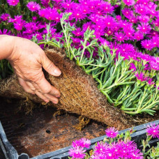 Делосперма купера Сузір’я | Delosperma cooperi Constellation | Делосперма купера Созвездие