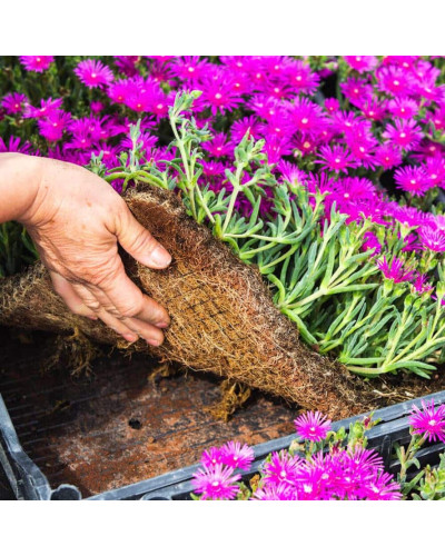 Делосперма купера Сузір’я | Delosperma cooperi Constellation | Делосперма купера Созвездие